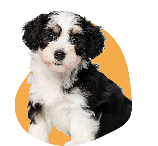 our service provide dogs 