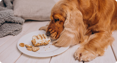 Seasonal Bites: Nourishing Your Pet During Summer Months