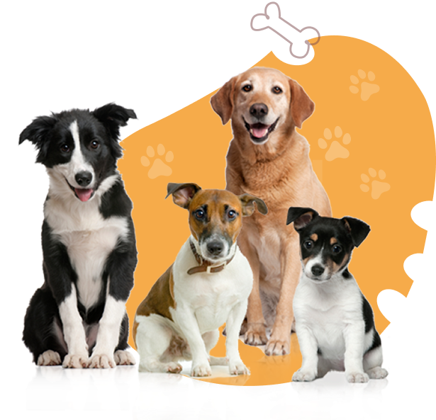 Premium Pet Supplies